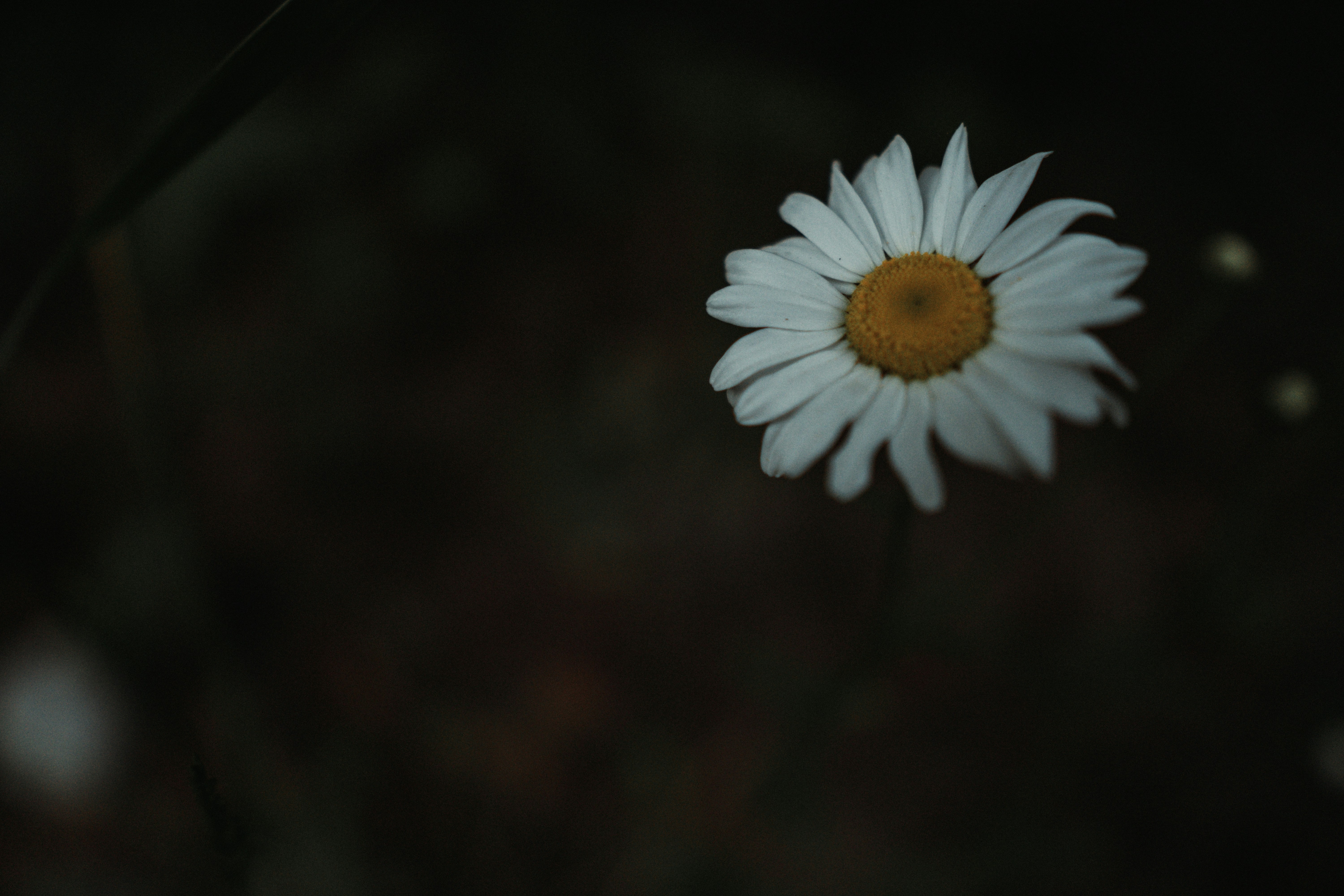 une fleur blanche avec un centre jaune