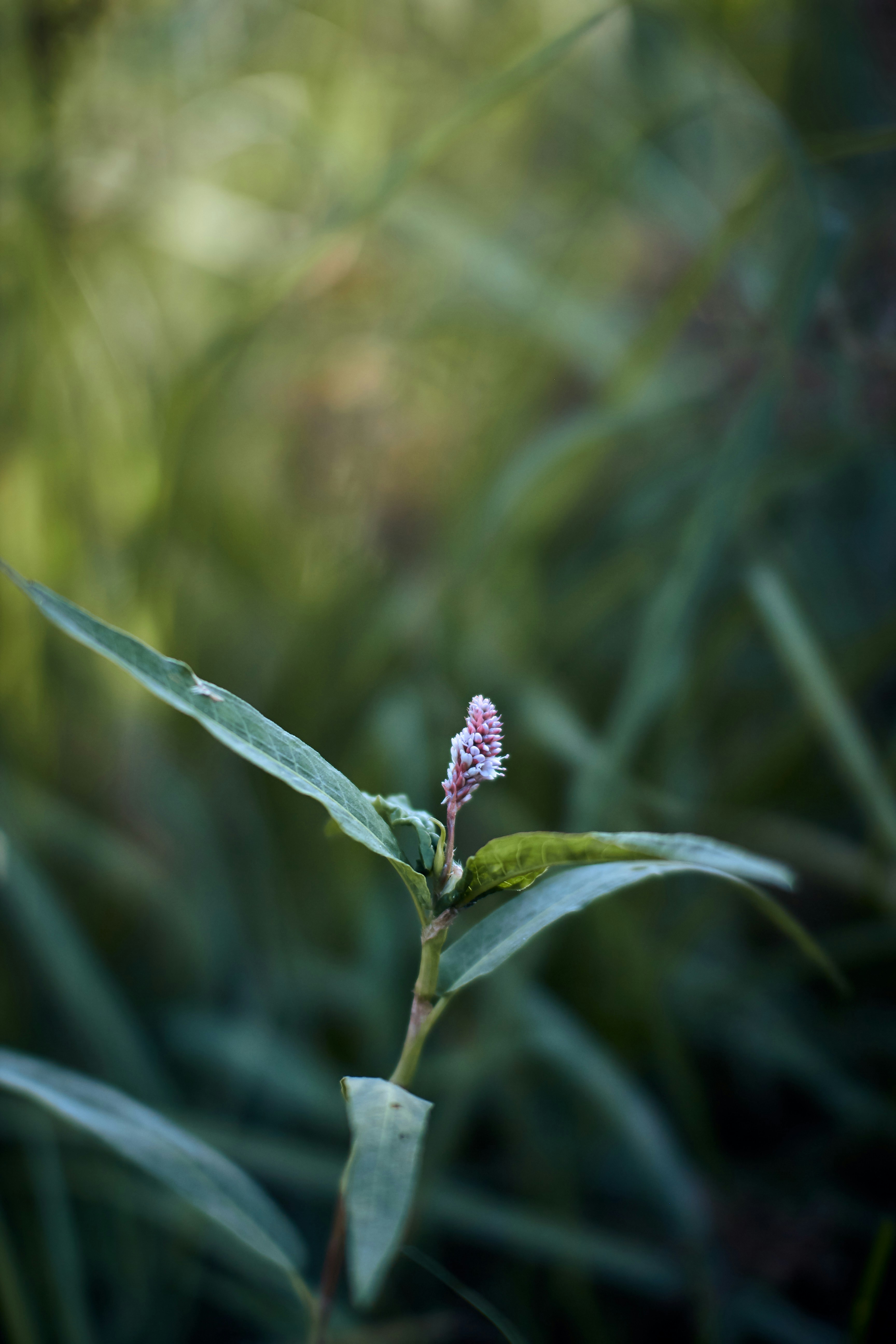 Photo by barsuklis