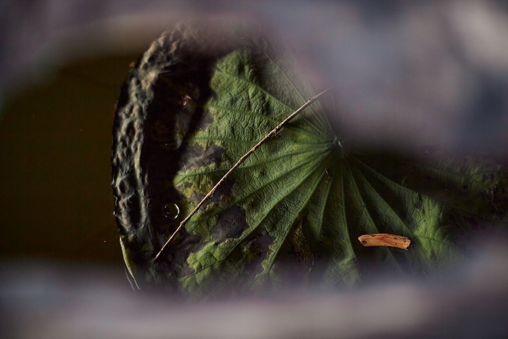 a close up of a pinecone