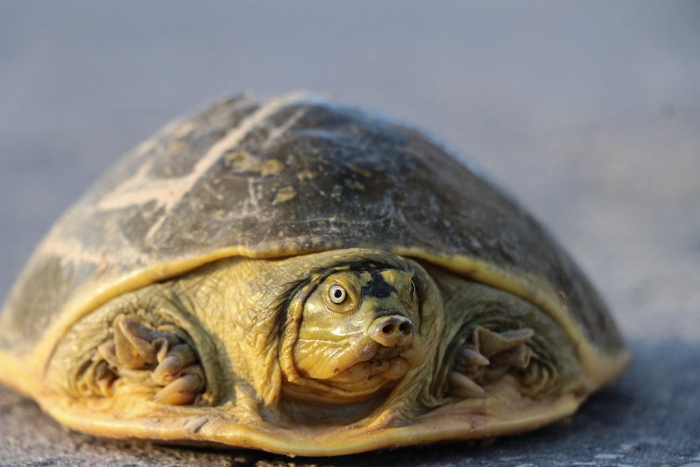 a close up of a turtle