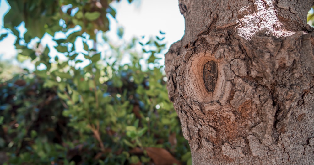 a close up of a tree trunk