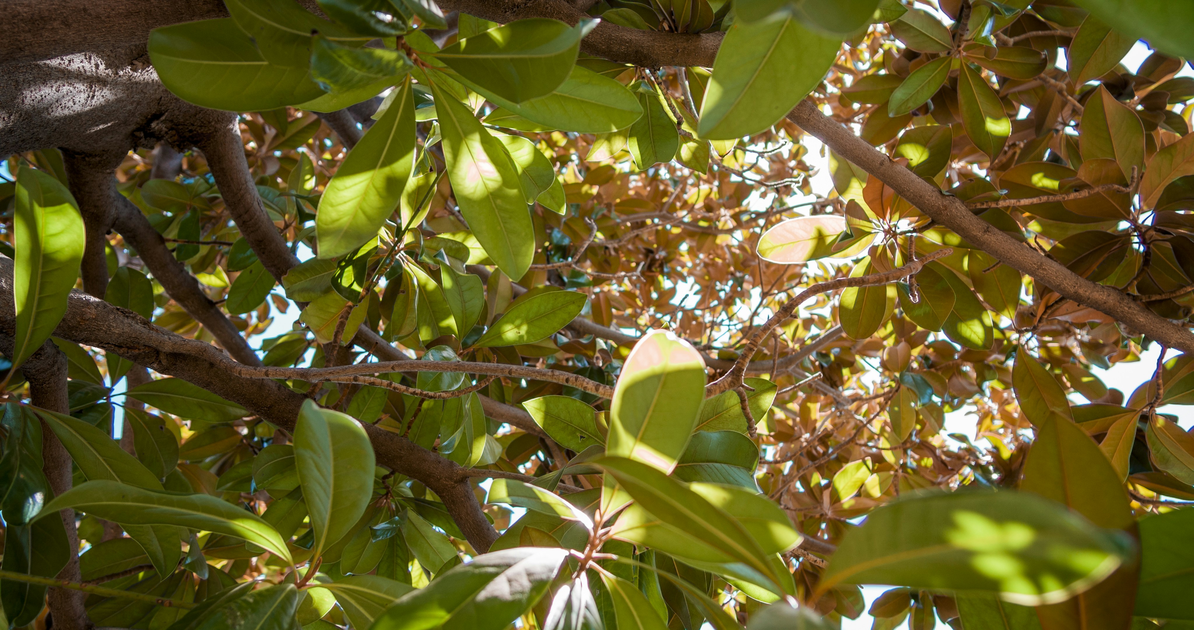 a tree with green leaves