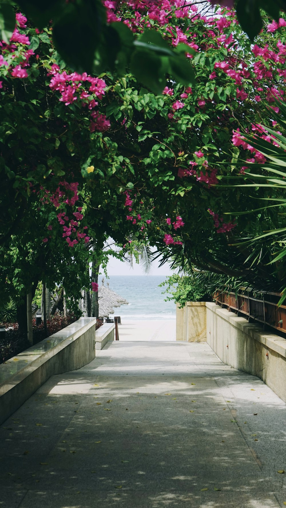 a path with flowers on it by a body of water