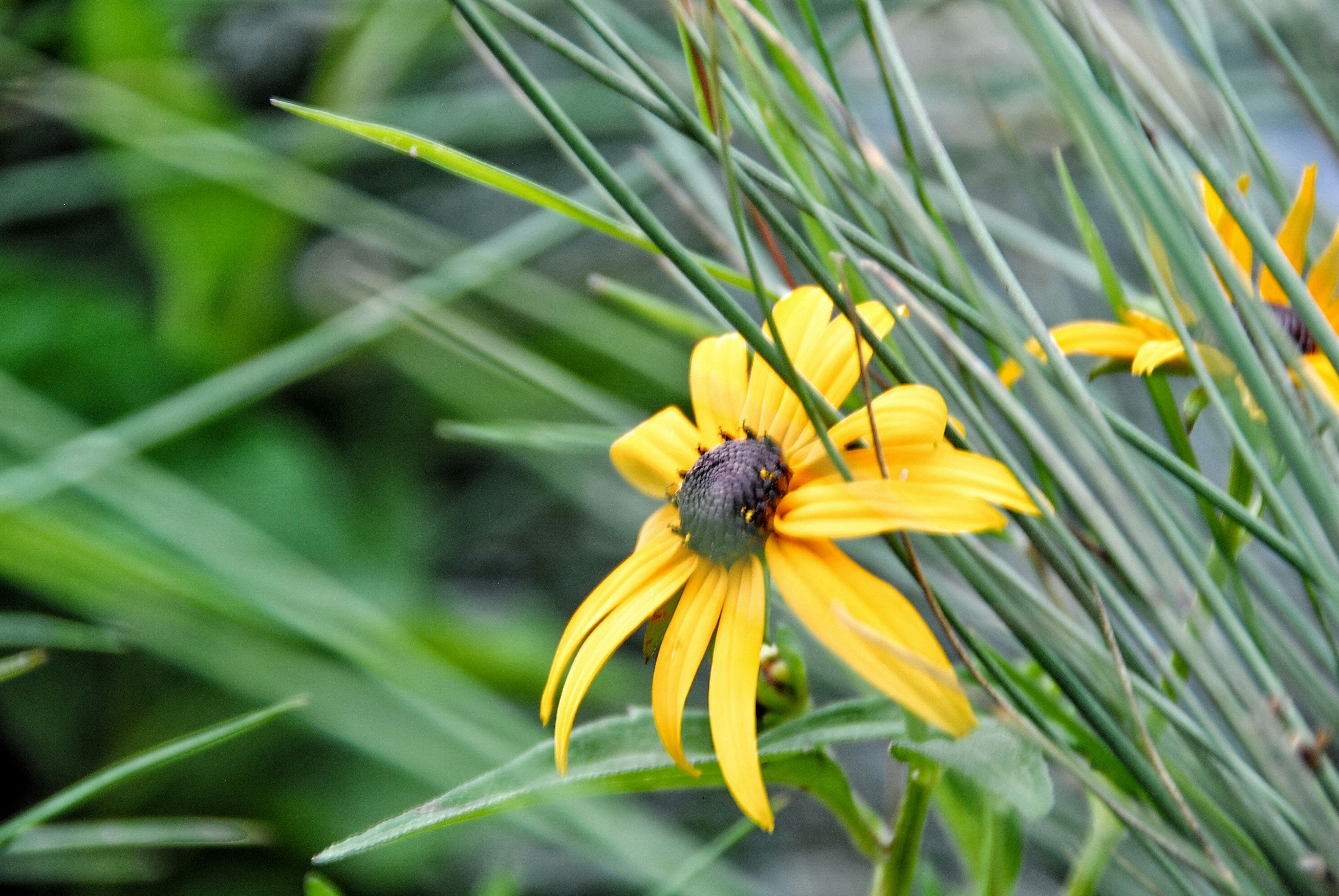 Photo by kirbybubbles