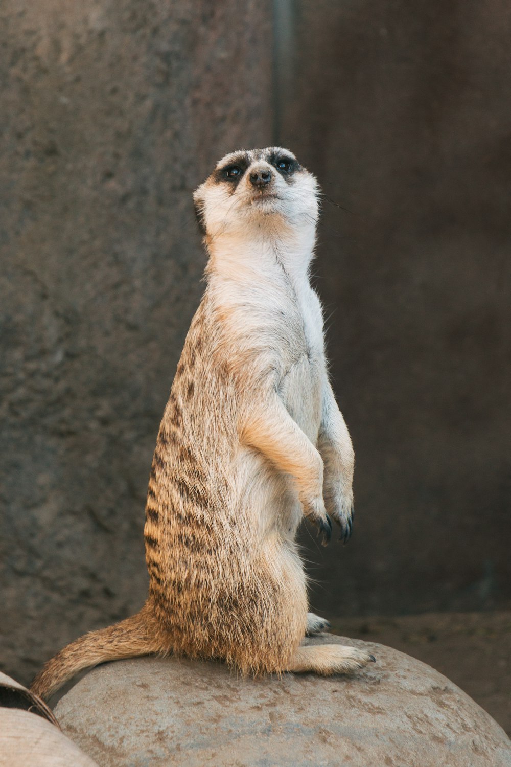 a small animal standing on its hind legs