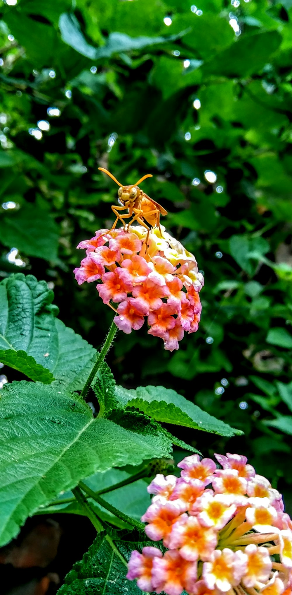 a bee on a flower