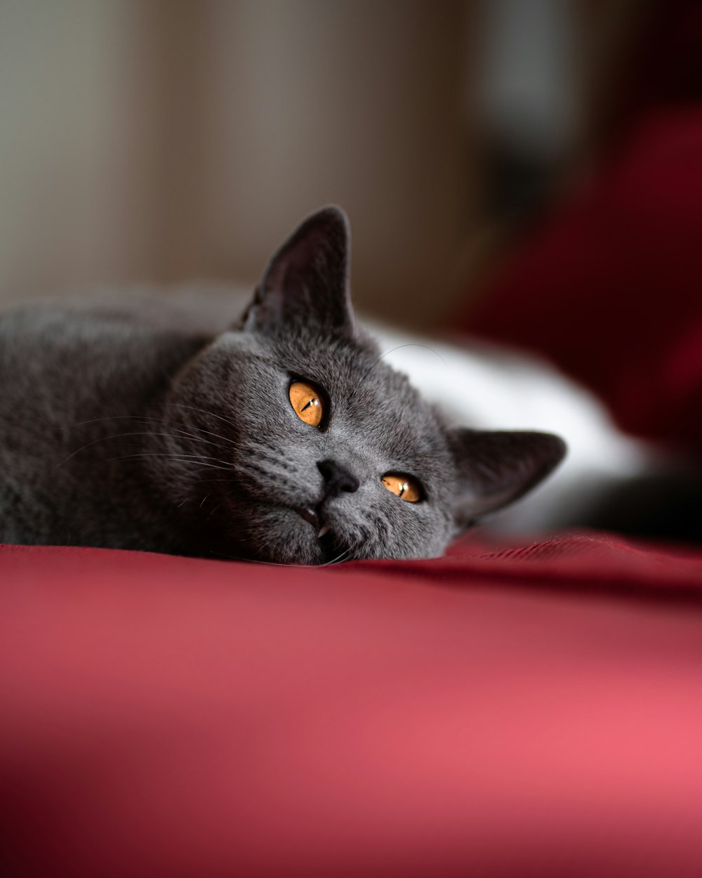 a cat lying on a red surface