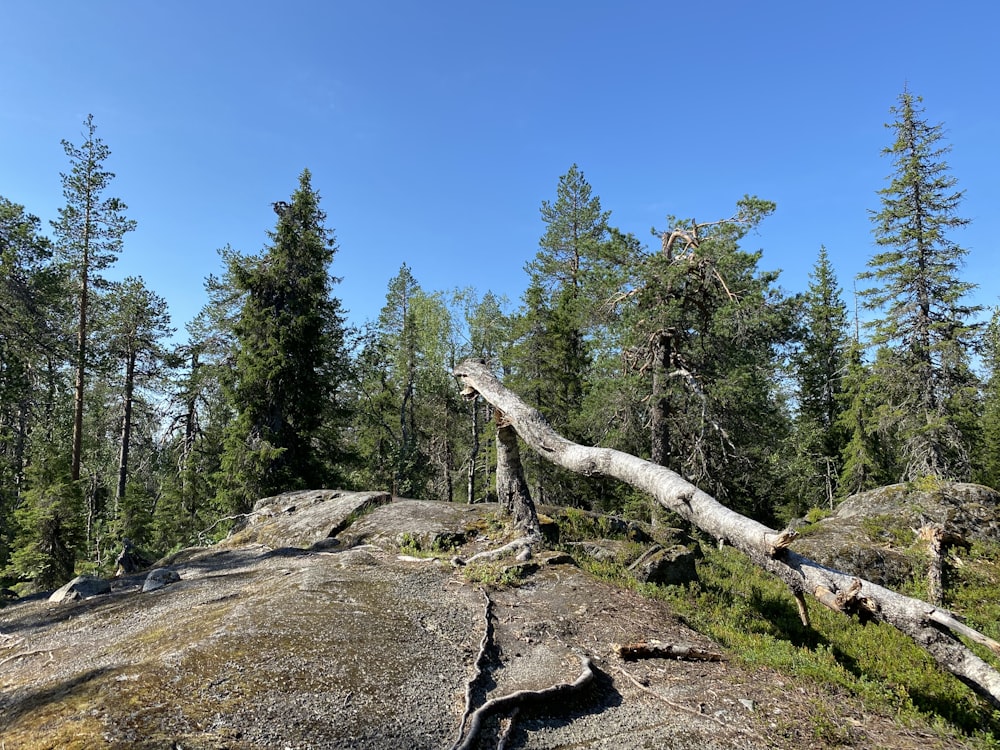 a tree stump on a hill