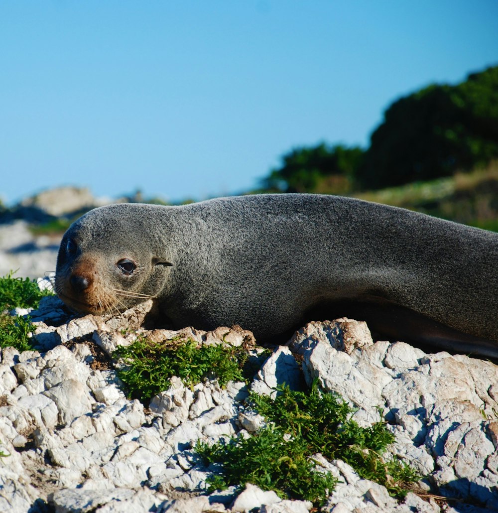 a seal lying on rocks