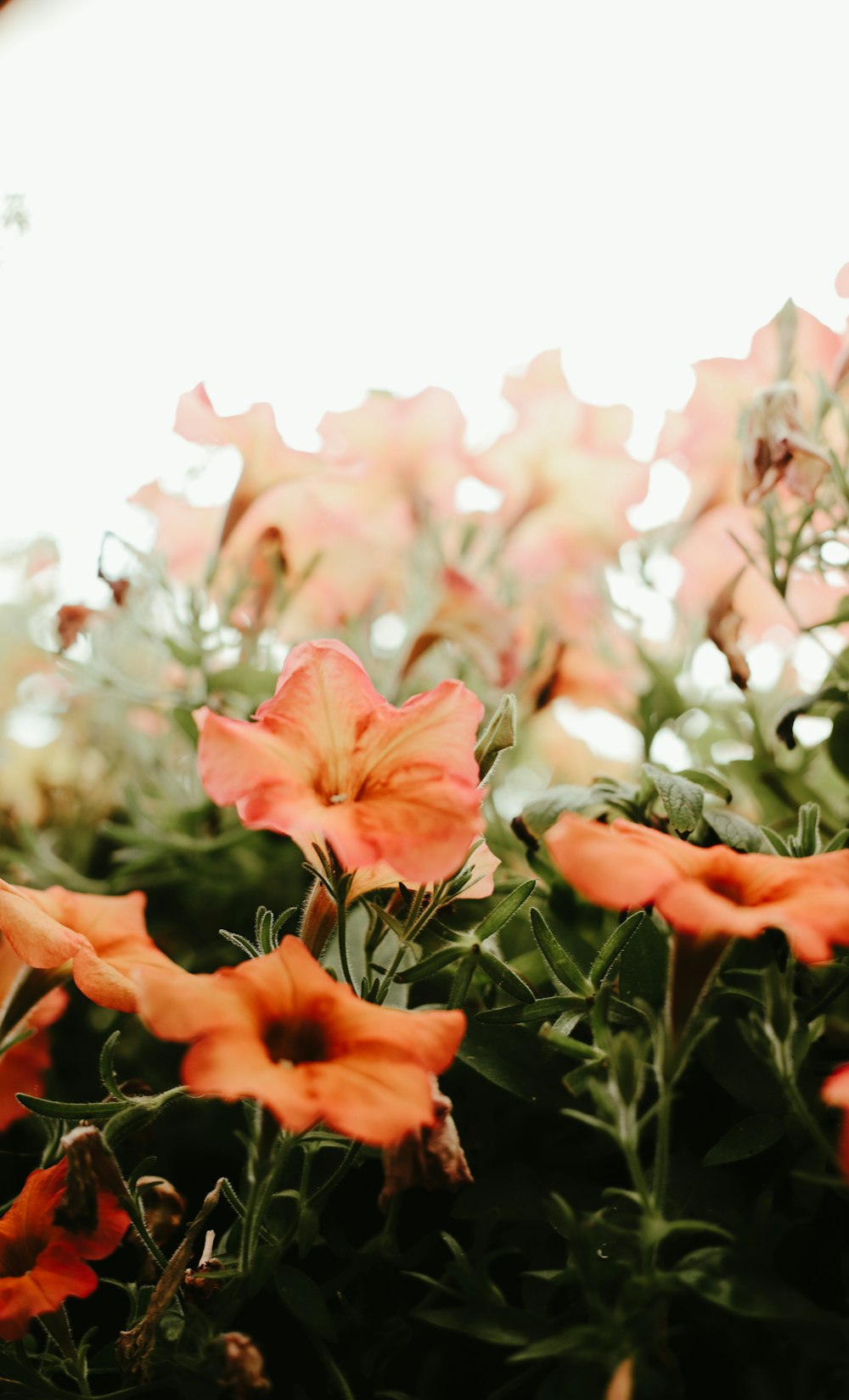 a group of flowers