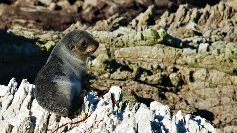 un piccolo animale in piedi su una roccia