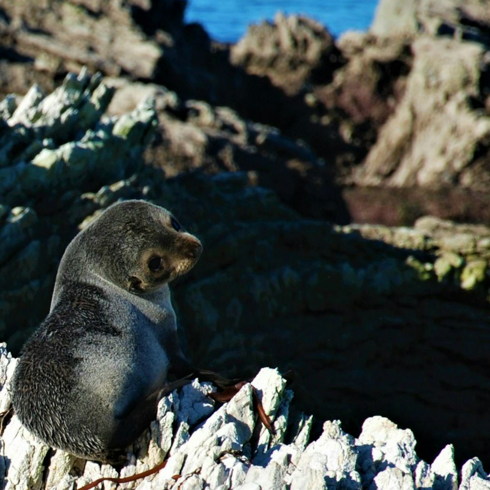 un piccolo animale su una roccia