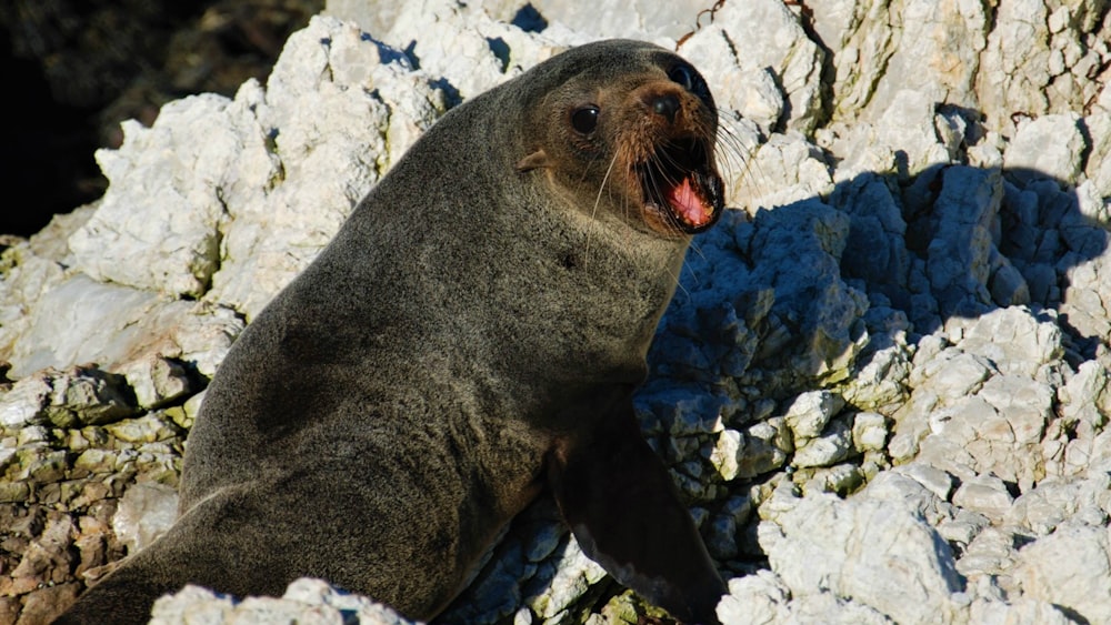 a seal lying on rocks