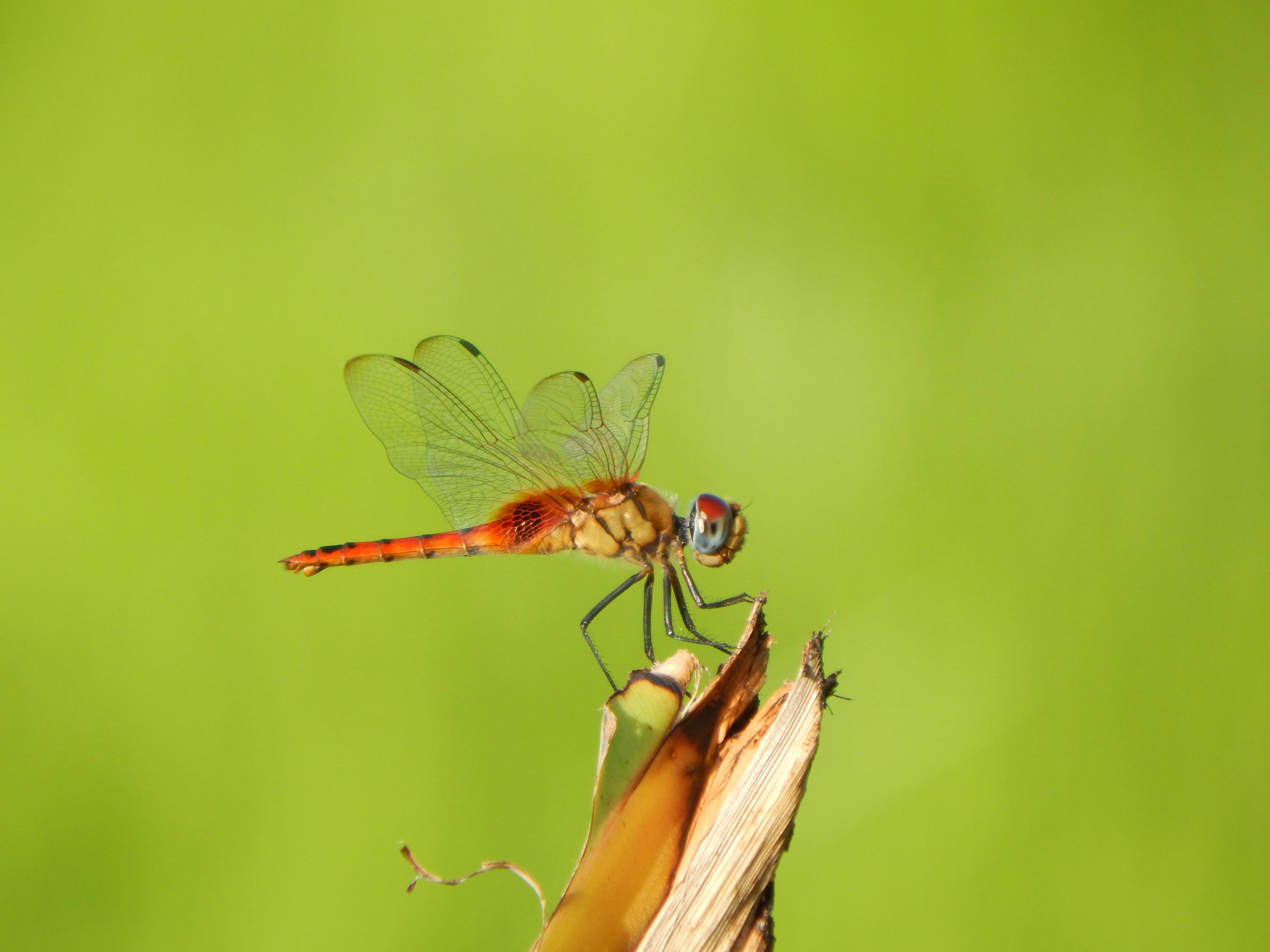 Photo by shadinnature