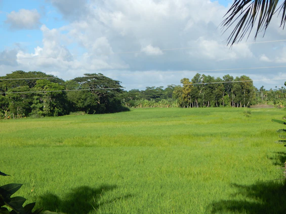 A serene parcel of land with lush greenery and a clear blue sky, bordered by a quiet country road.