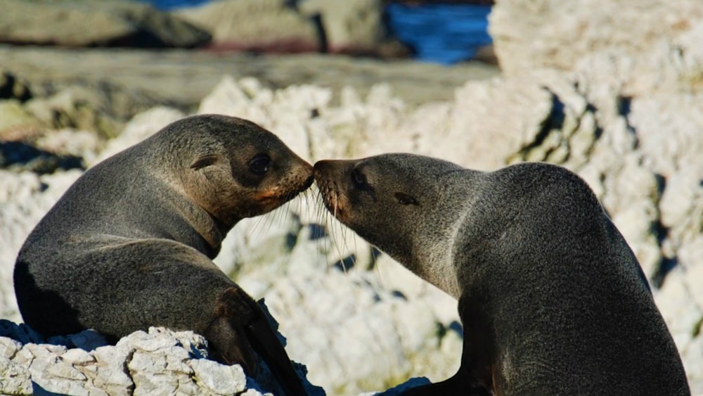 a couple of seals lying on rocks