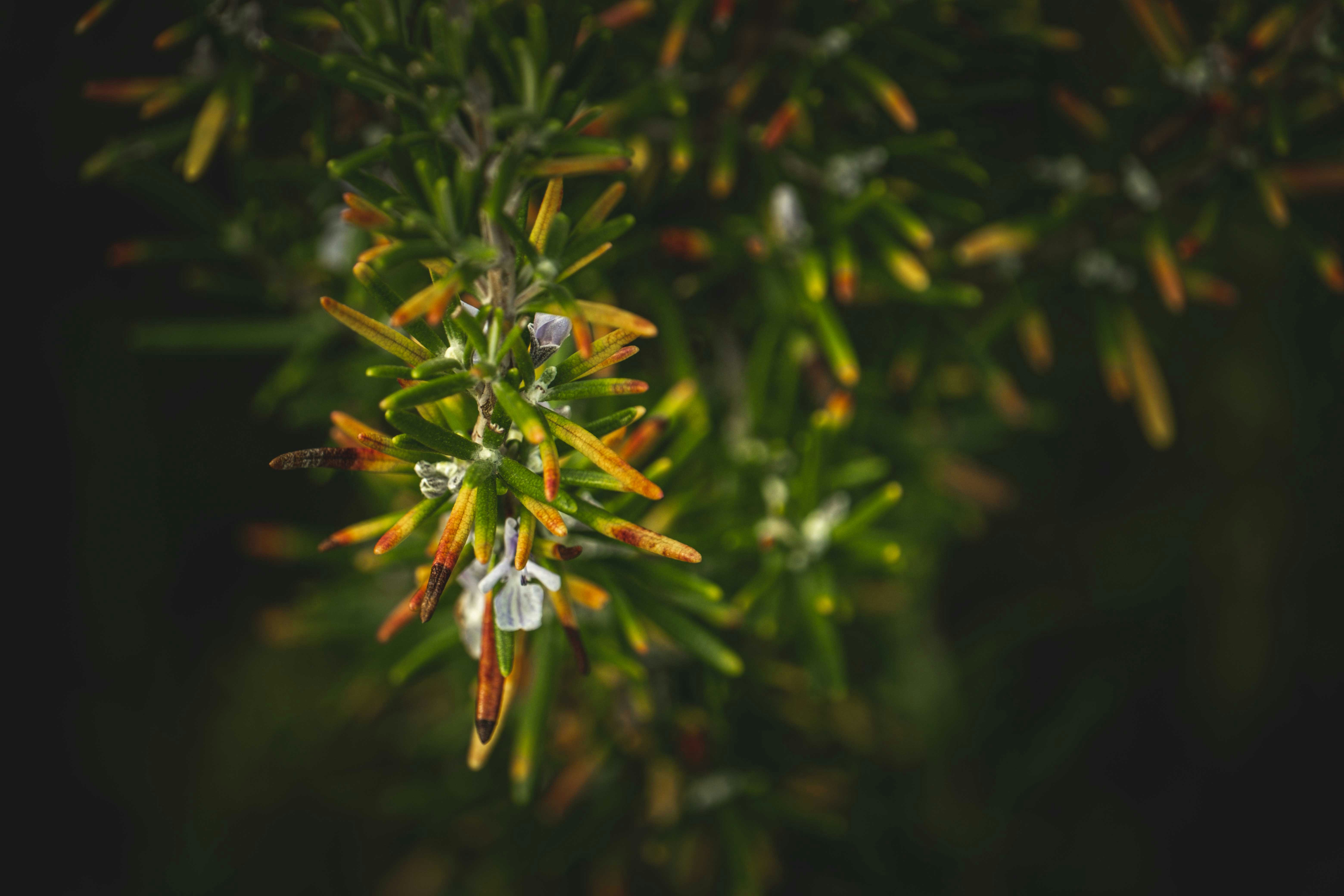 Photo by francesco_ungaro