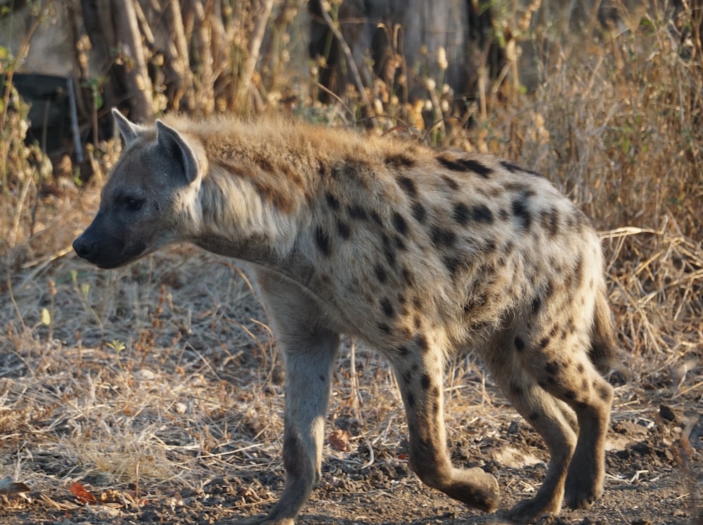 a hyena walking in the wild