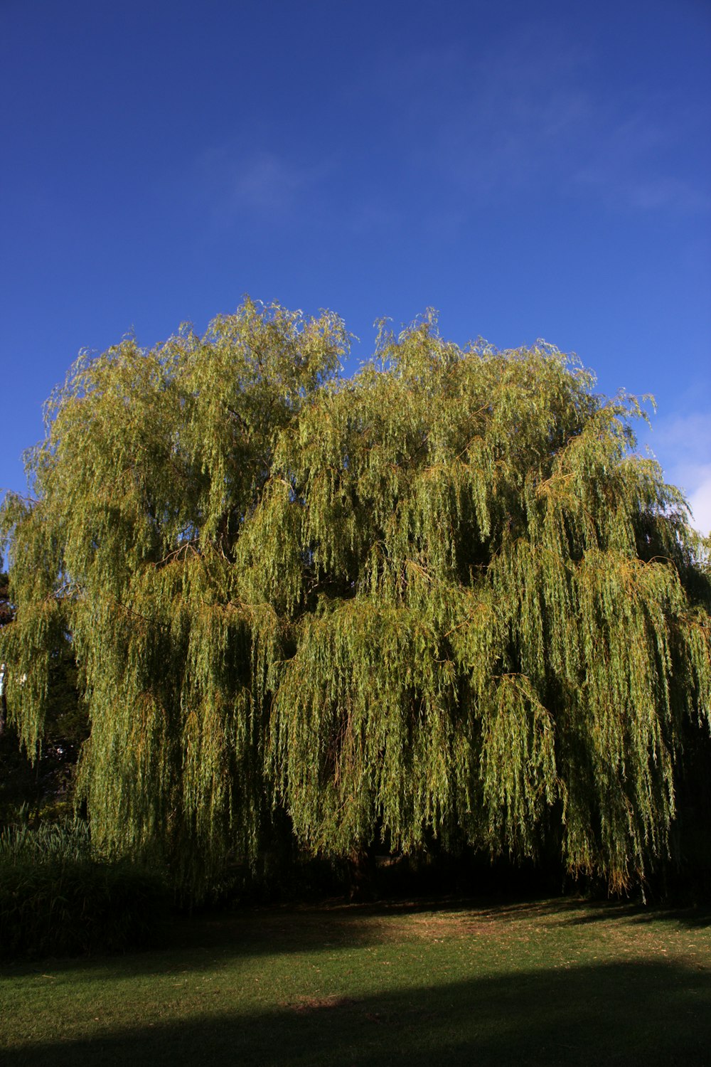 a large tree with many branches