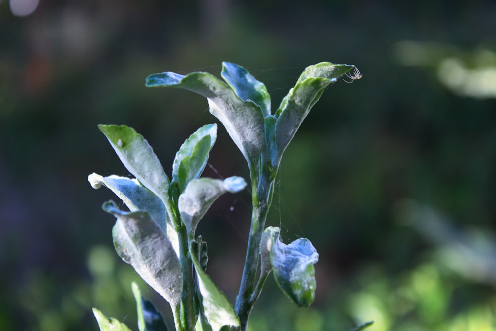 close up of a plant