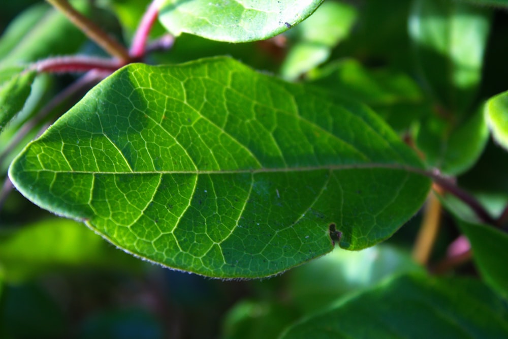 a close up of a leaf