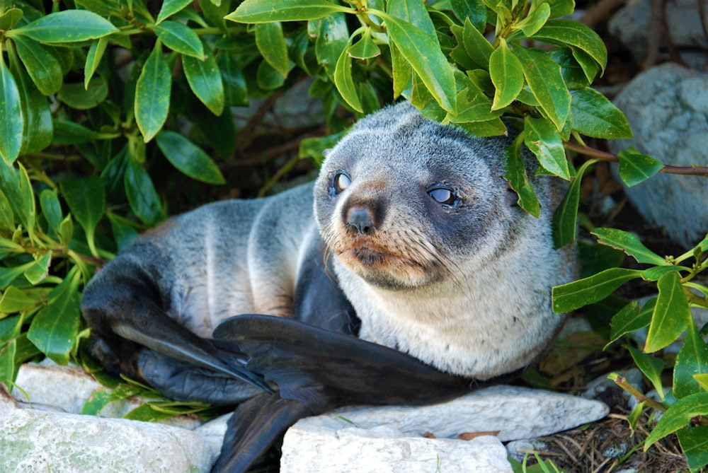 a seal lying on rocks