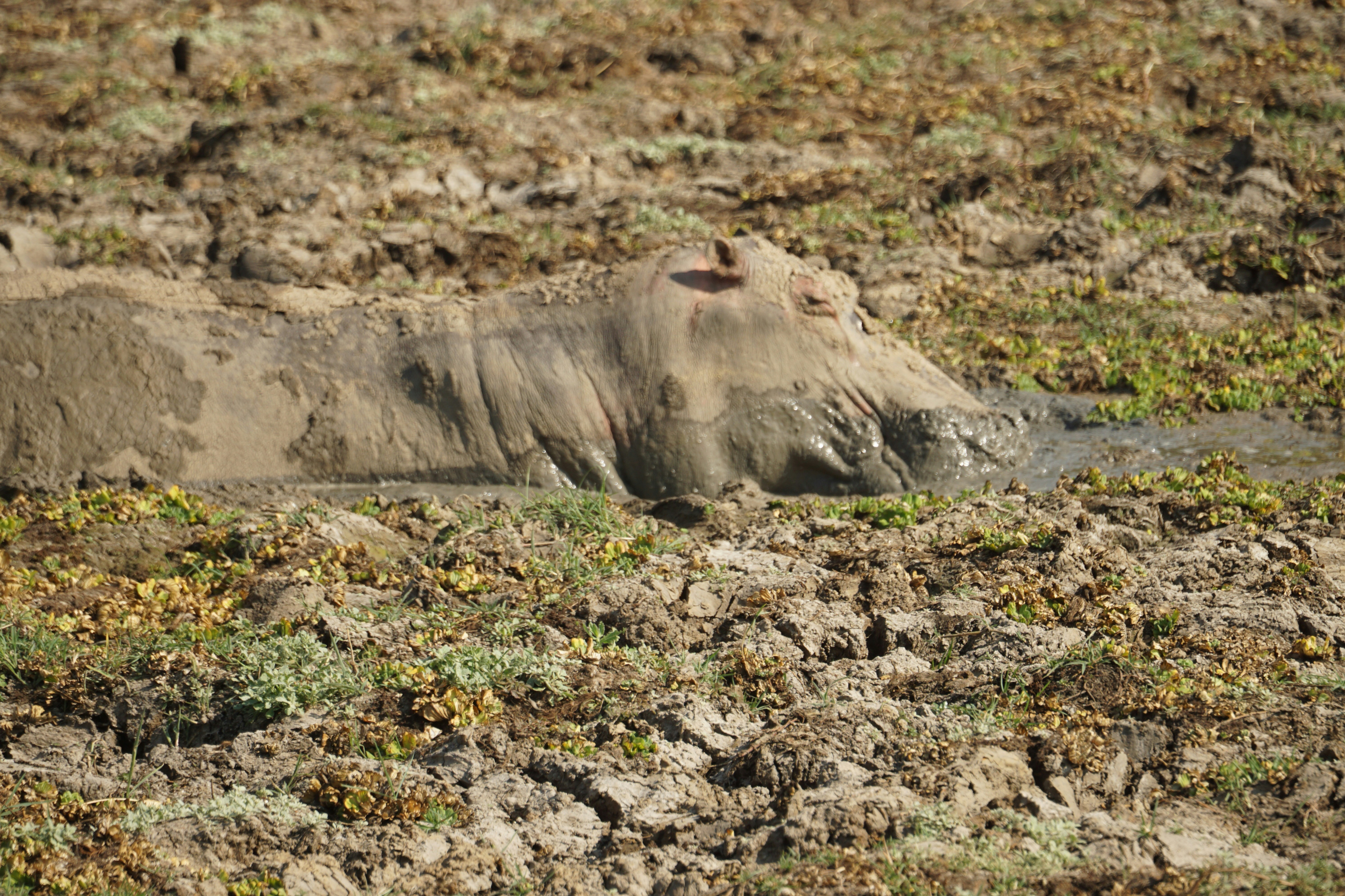 Behavioral Adaptations (image credits: unsplash)