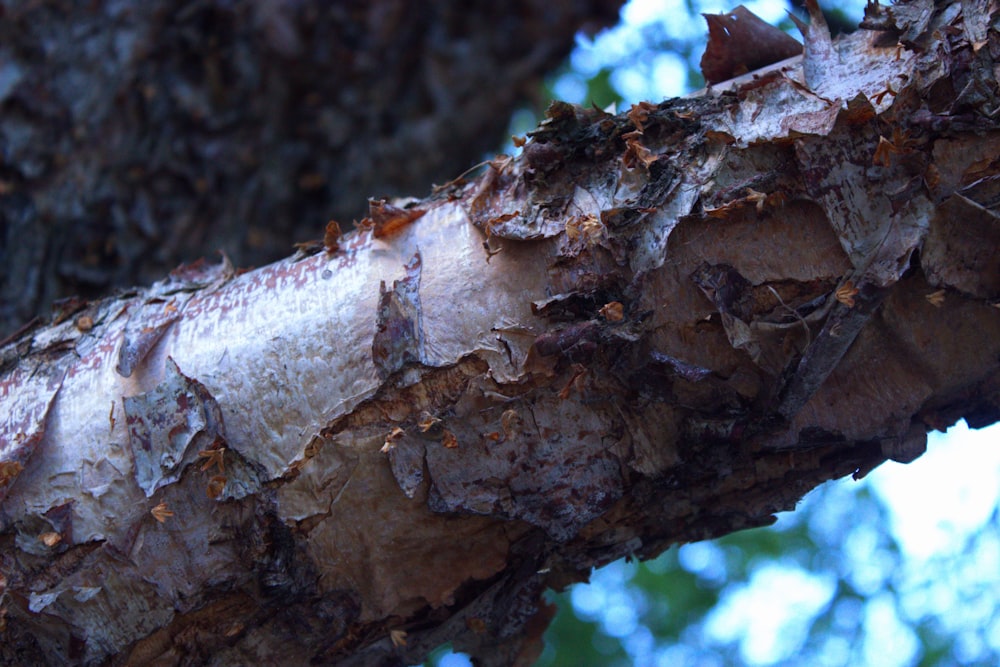 a close up of a tree trunk