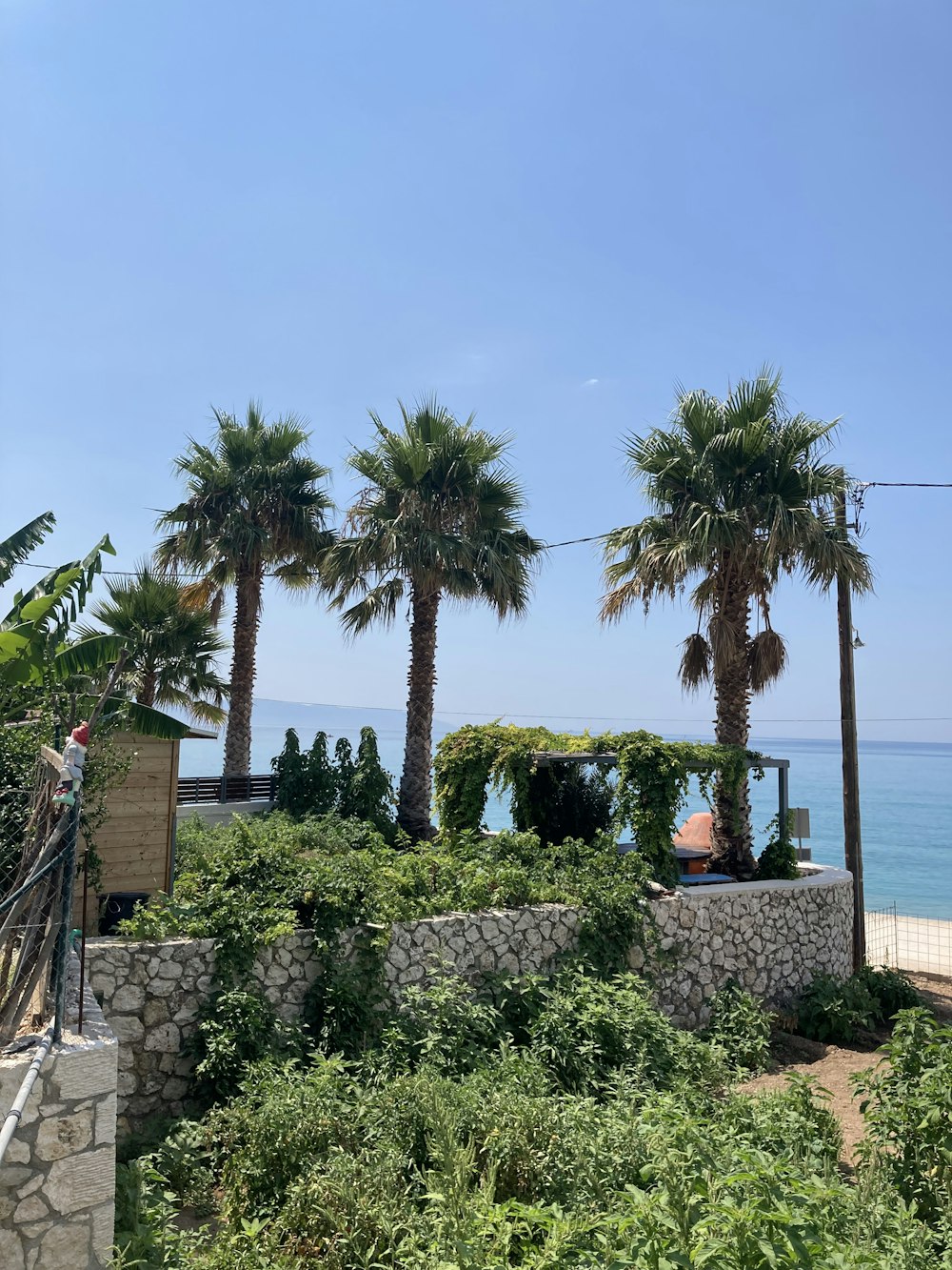 a group of palm trees next to a body of water