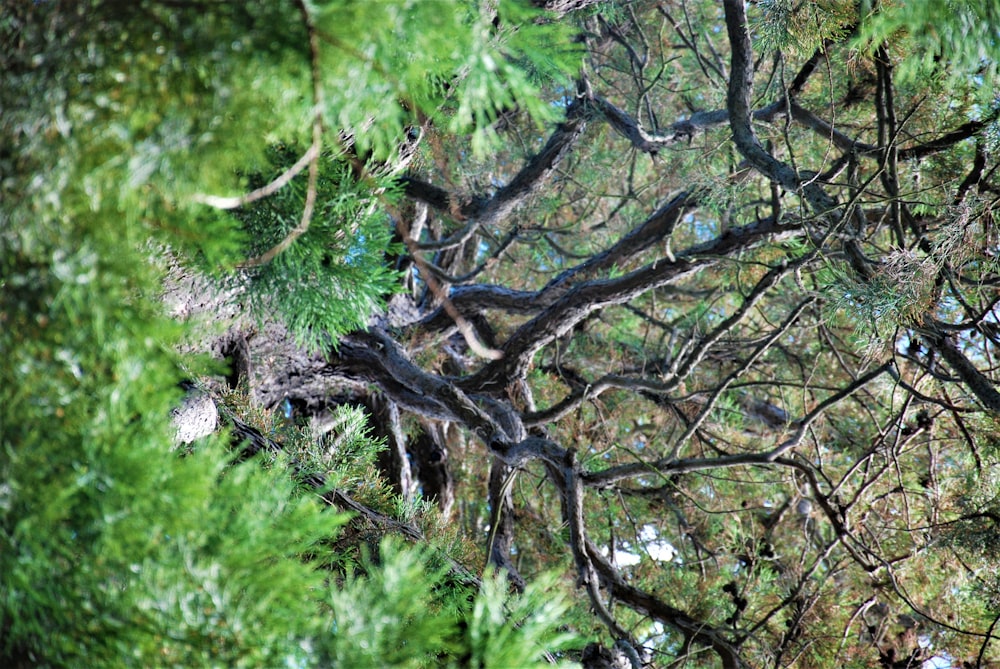 un albero con molti rami