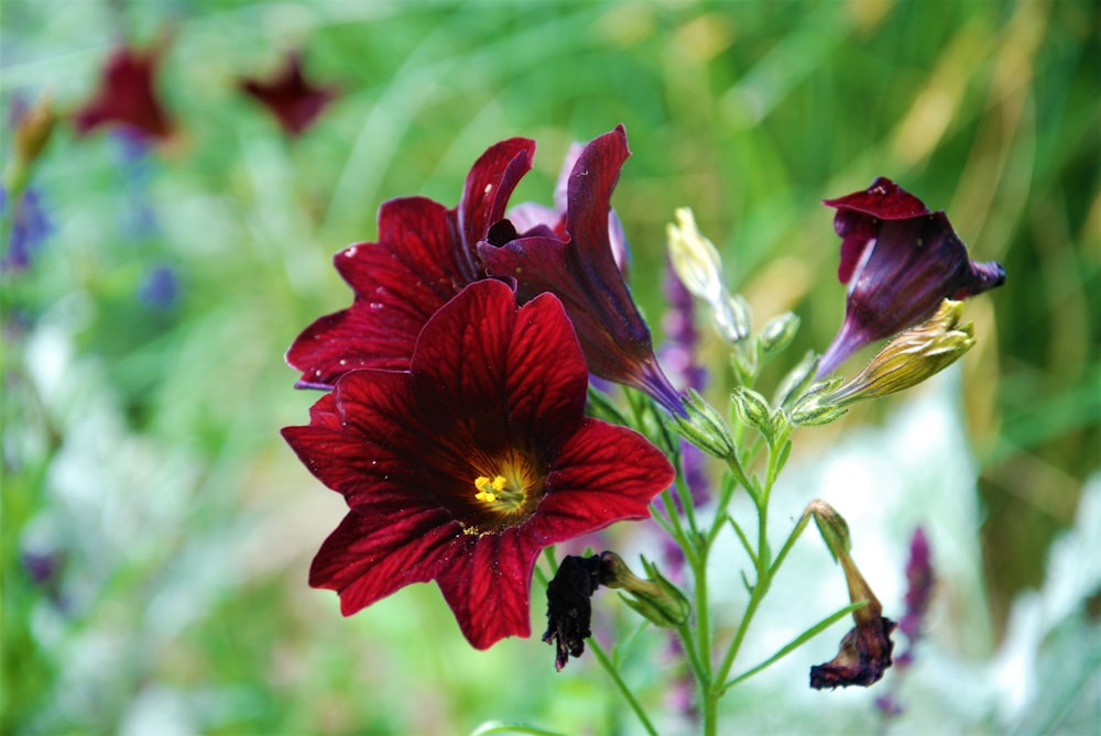 a close up of a red flower