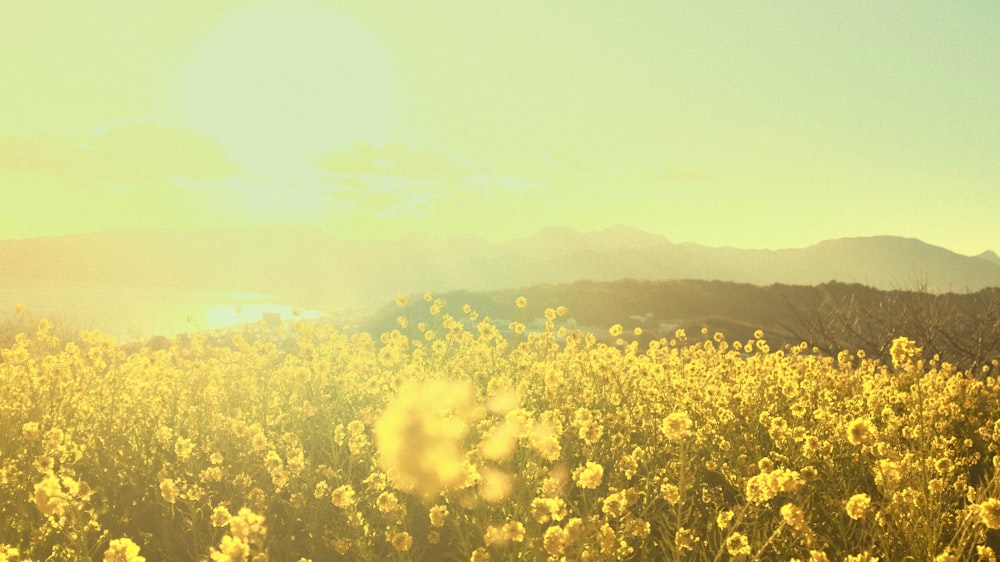 a field of flowers