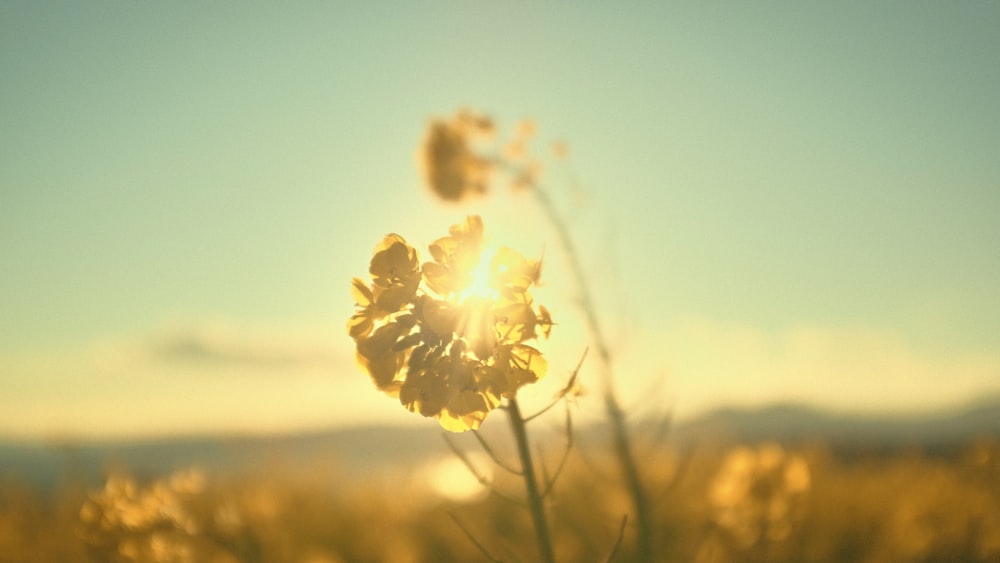 a close up of a dandelion