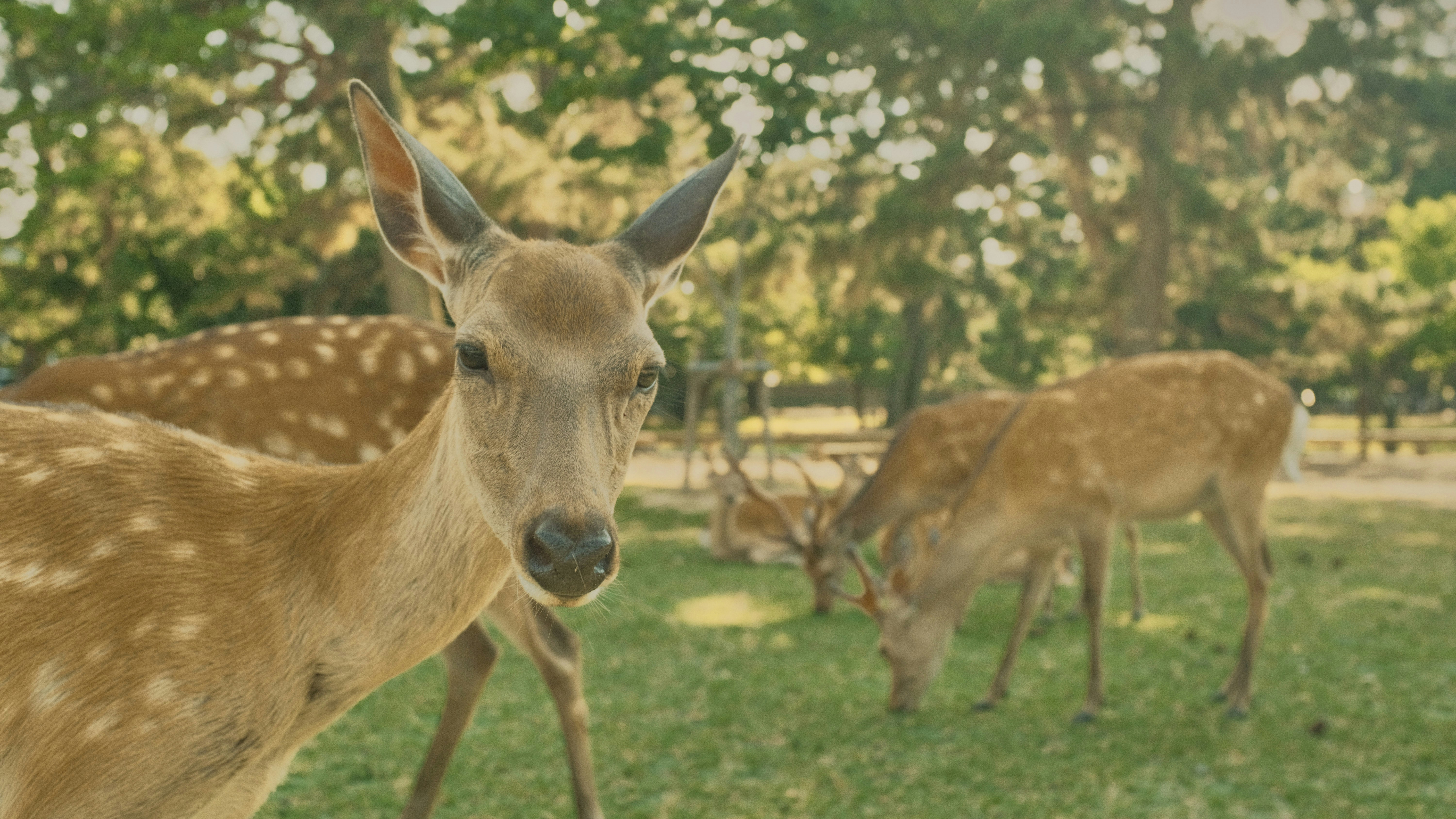 a couple deer in a grassy area, 
