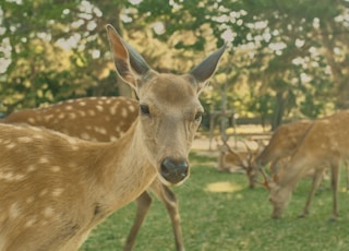 a couple deer in a grassy area