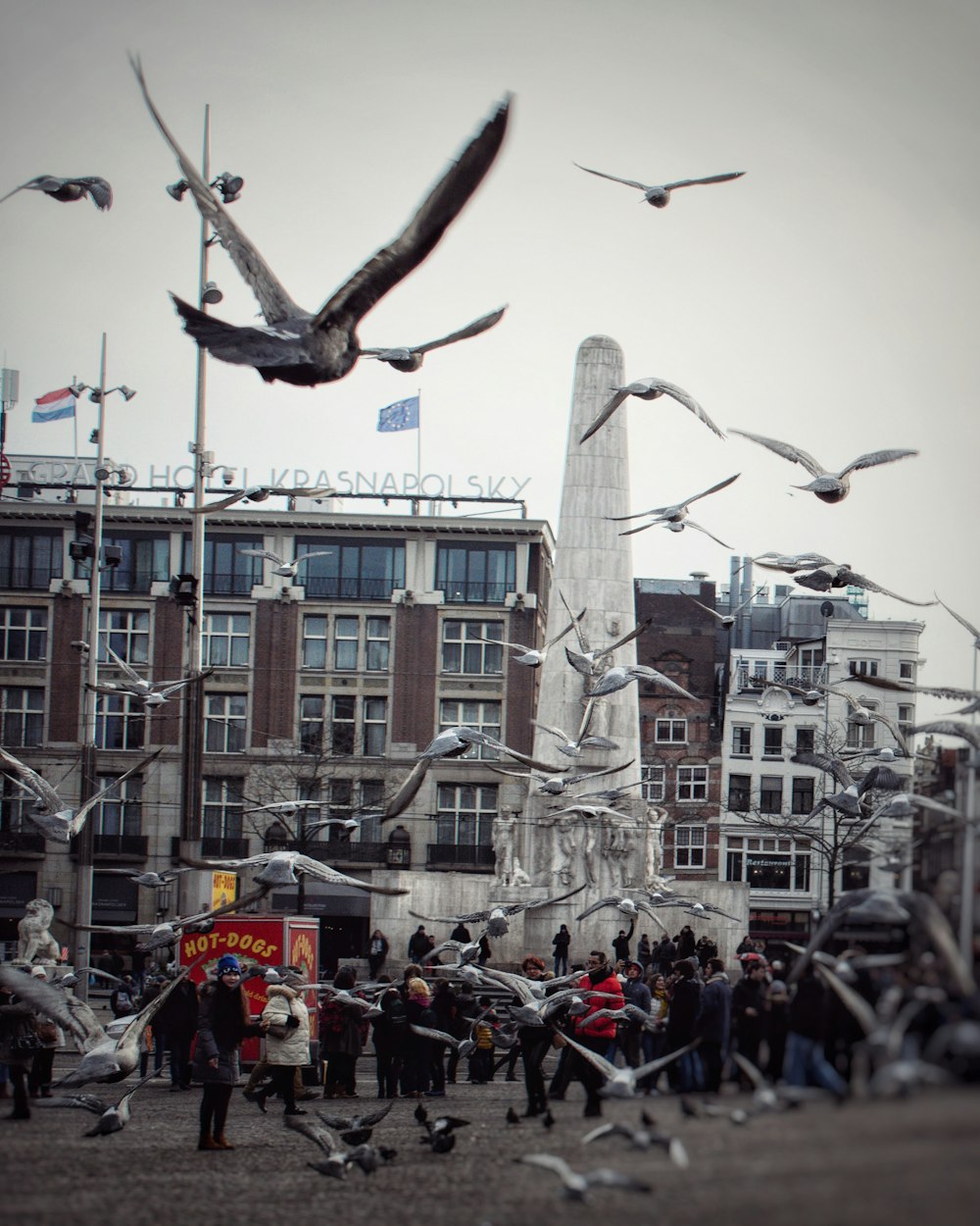 Un groupe d’oiseaux survolant une ville