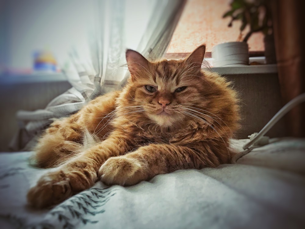 a cat lying on a bed