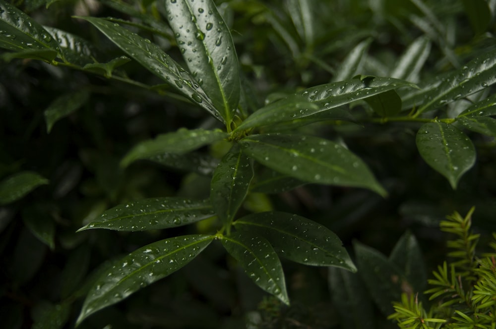 close up of a plant