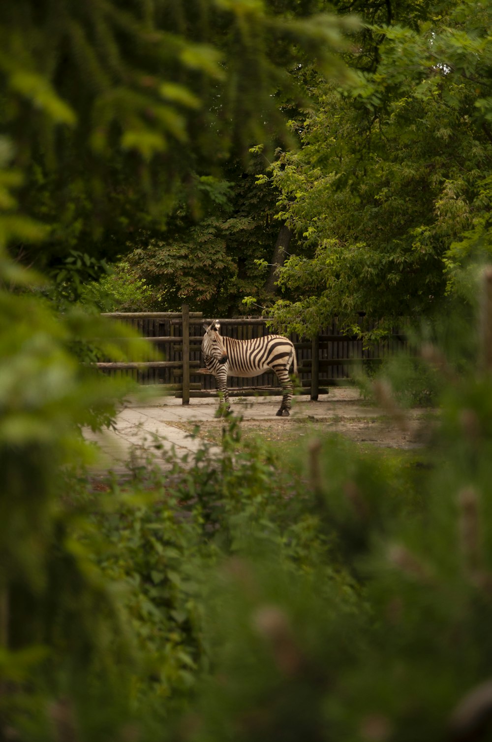 a zebra in a zoo exhibit