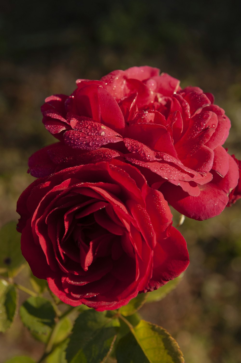 a close up of a red rose