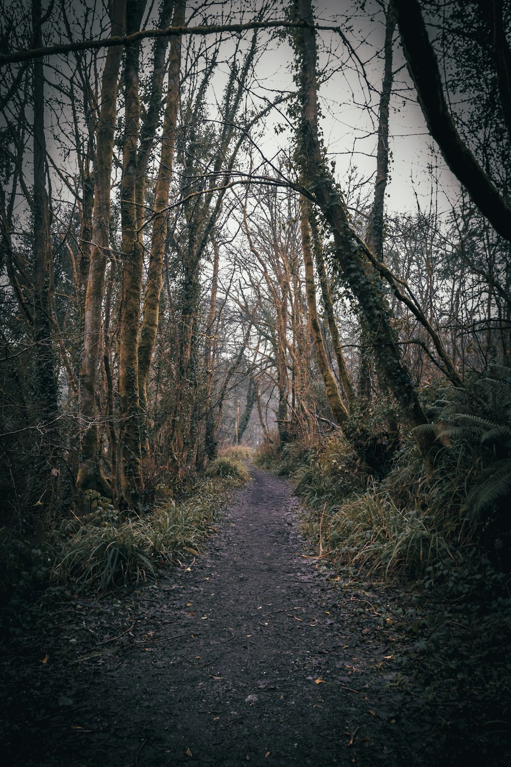 Un chemin de terre à travers une forêt
