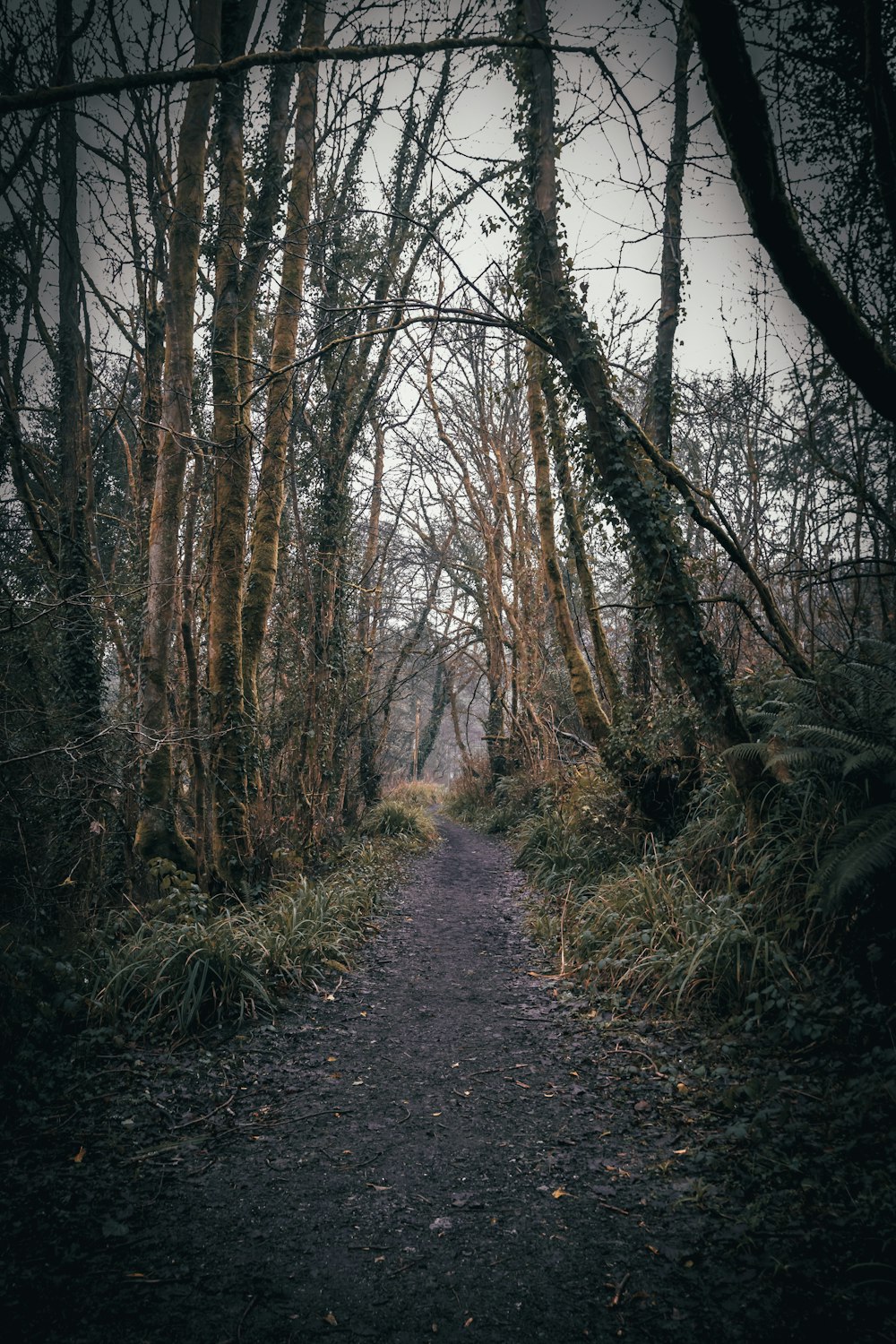 a dirt path through a forest