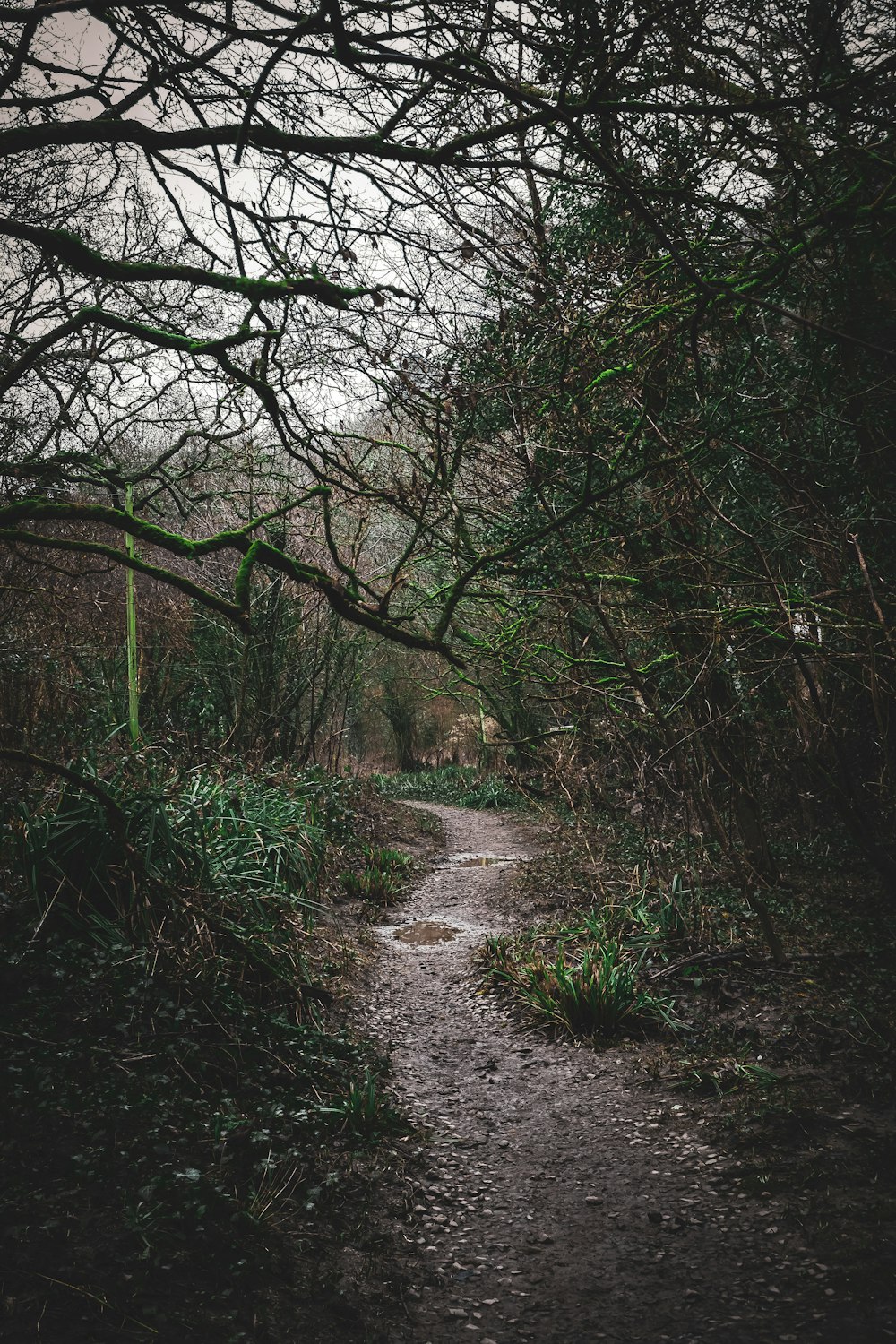 a dirt path through a forest