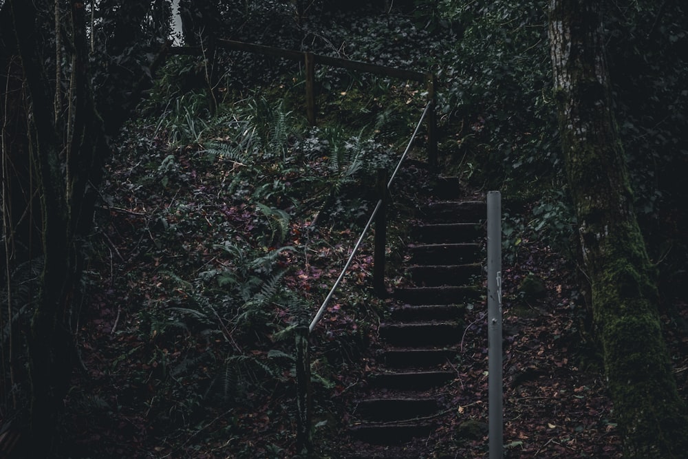 un escalier dans une forêt