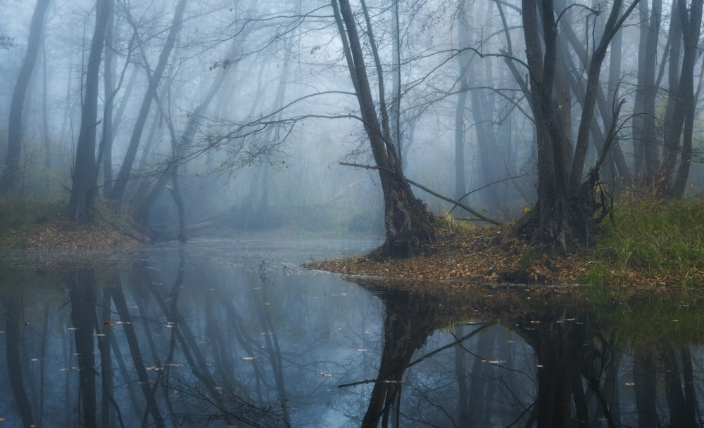 a body of water with trees around it