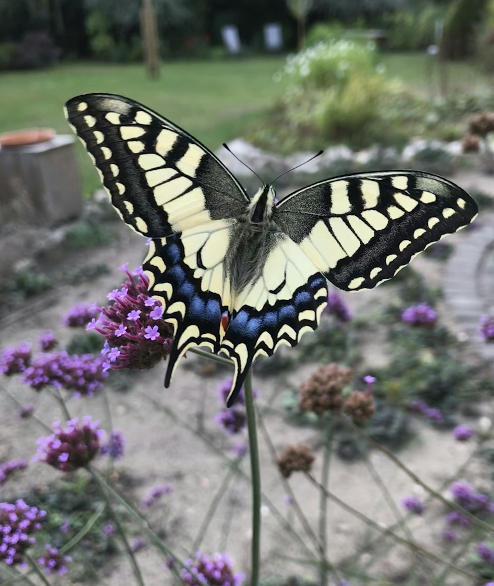 a butterfly on a flower