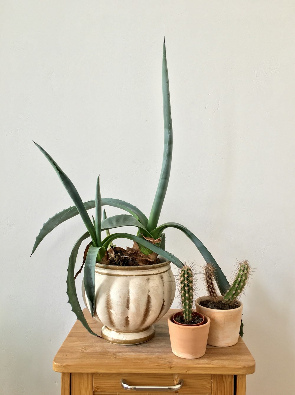 a group of potted plants