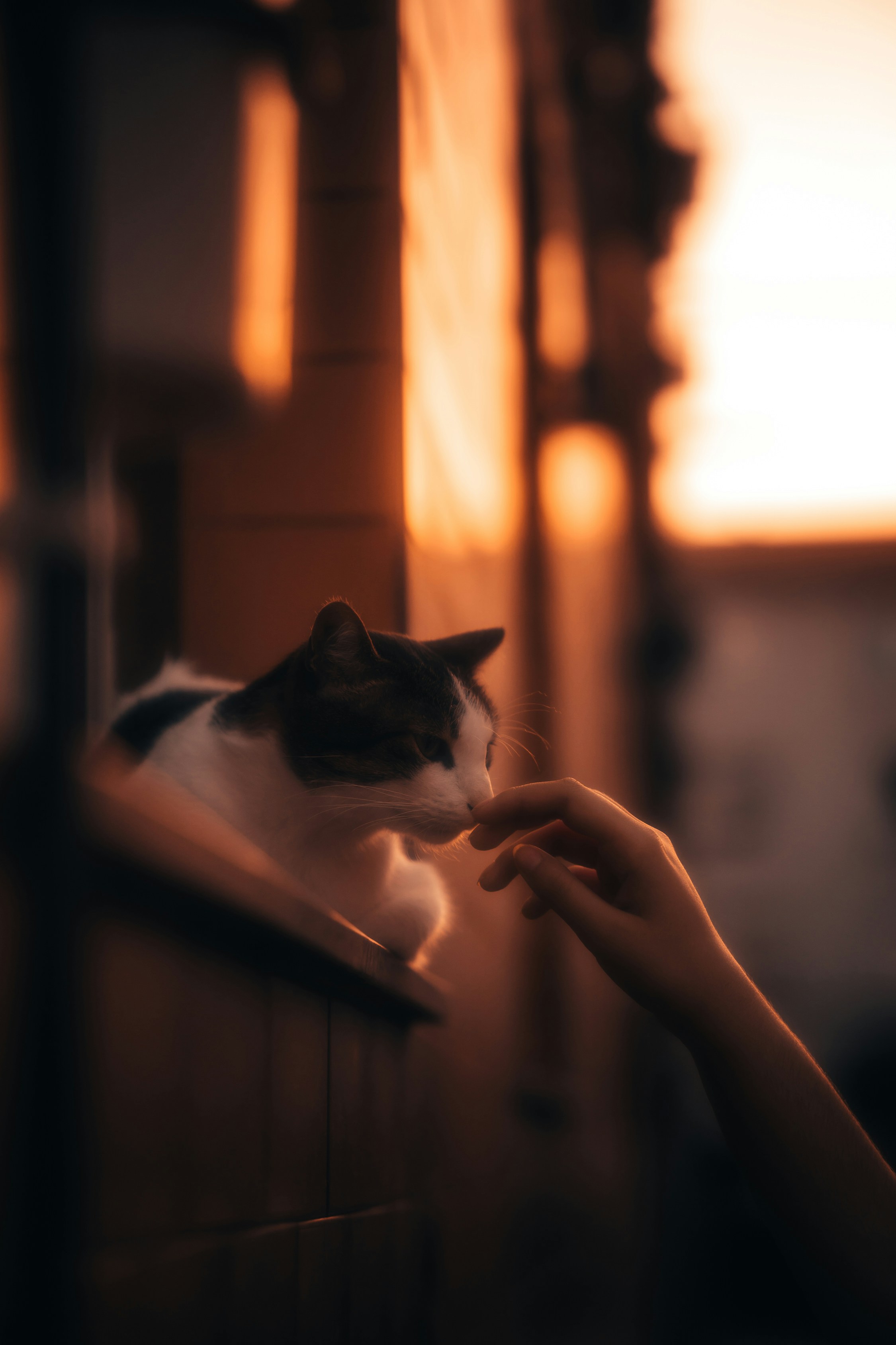 Following You Around the House (image credits: unsplash)