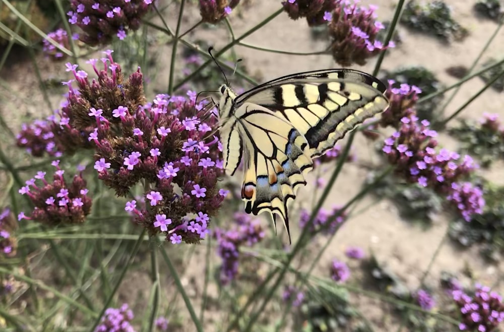 a butterfly on a flower