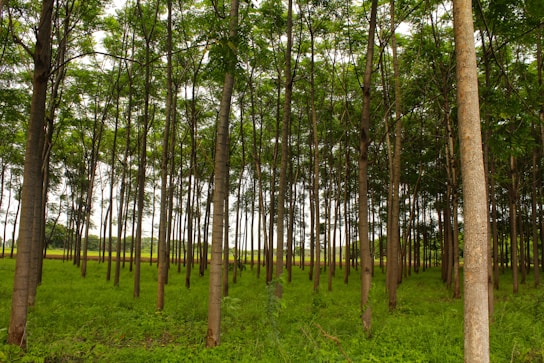 a forest of trees